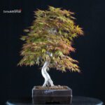 Acero Palmato Yamamomiji - immagine 4