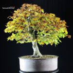 Fagus Sylvatica - Faggio