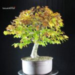 Fagus Sylvatica - Faggio - immagine 2
