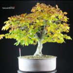 Fagus Sylvatica - Faggio - immagine 3