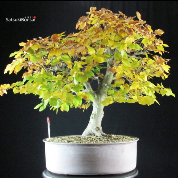 Fagus Sylvatica - Faggio - immagine 3