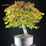 Fagus Sylvatica - Faggio - immagine 4