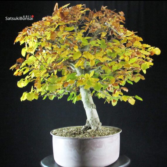 Fagus Sylvatica - Faggio - immagine 4