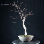 Betulla - immagine 2