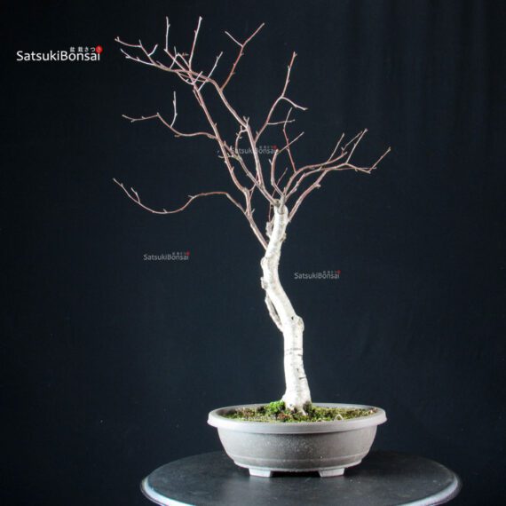 Betulla - immagine 2