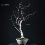 Betulla - immagine 3