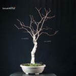 Betulla - immagine 4