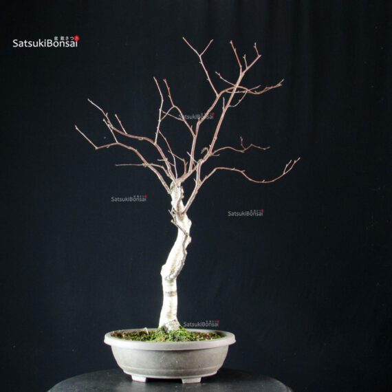 Betulla - immagine 4