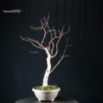 Betulla - immagine 5