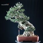 Olivo - Olea Europaea