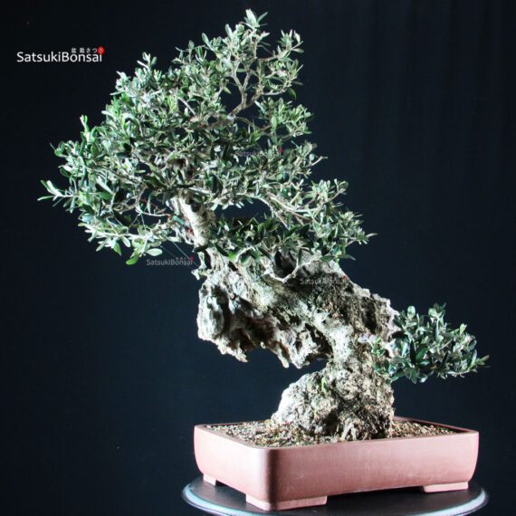 Olivo - Olea Europaea - immagine 2