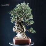 Olivo - Olea Europaea - immagine 3