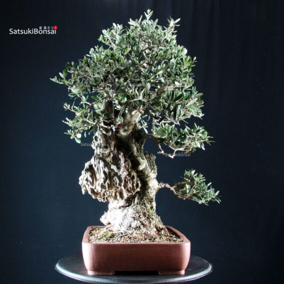 Olivo - Olea Europaea - immagine 3