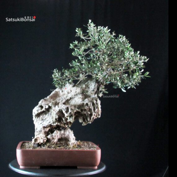 Olivo - Olea Europaea - immagine 4