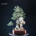 Olivo - Olea Europaea - immagine 5