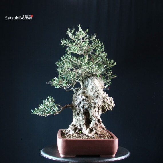 Olivo - Olea Europaea - immagine 5