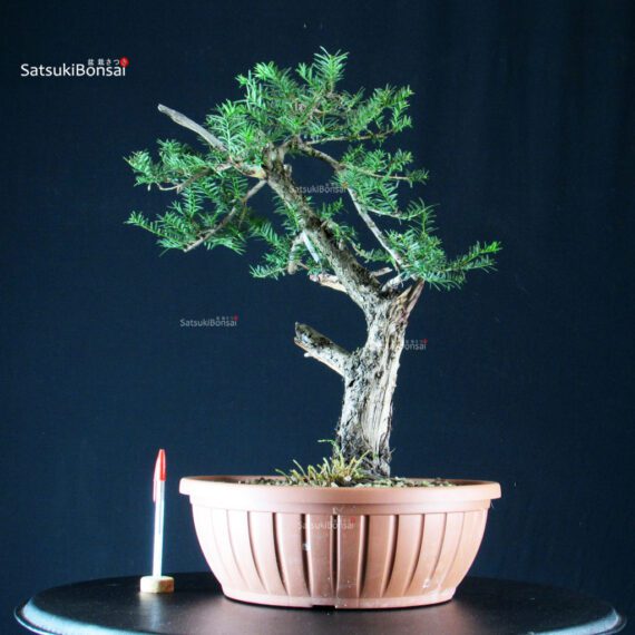 CV-25085_1-Taxus-baccata Tasso - Taxus Baccata - immagine 1