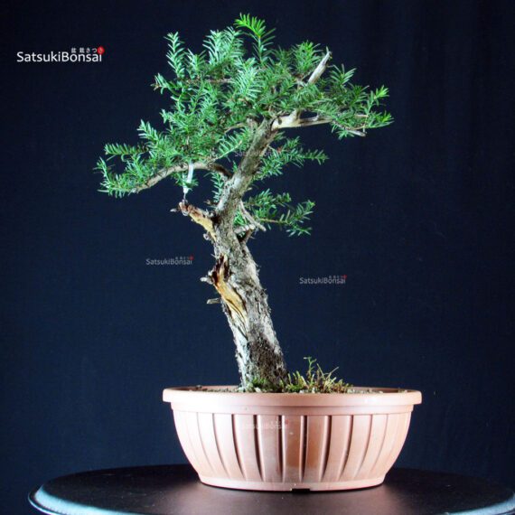 Tasso - Taxus Baccata - immagine 2