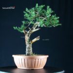 Tasso - Taxus Baccata - immagine 3