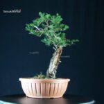 Tasso - Taxus Baccata - immagine 4