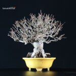 Malus spp. - immagine 2