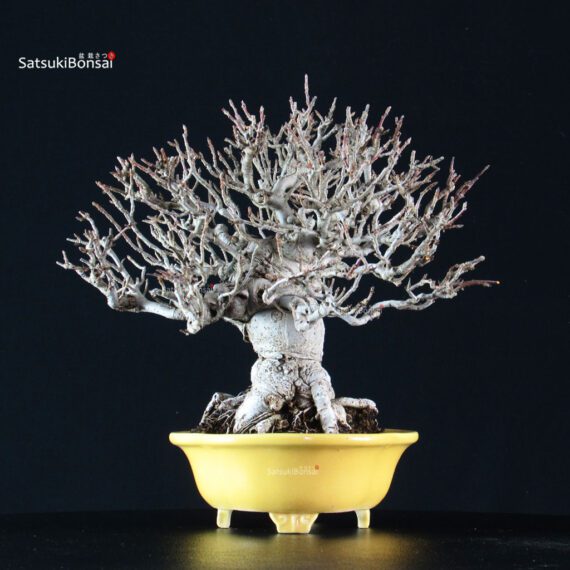 Malus spp. - immagine 2