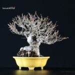 Malus spp. - immagine 3