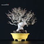 Malus spp. - immagine 4