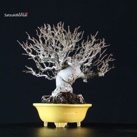 Malus spp. - immagine 4