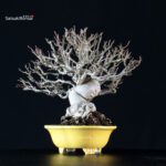 Malus spp. - immagine 5