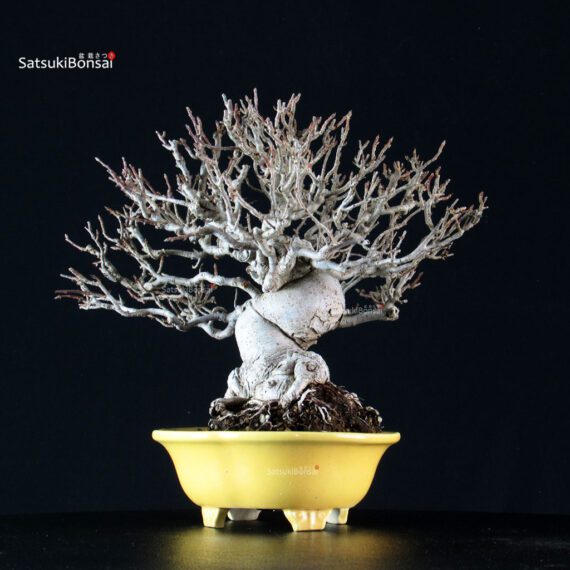 Malus spp. - immagine 5