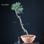 Pino Silvestre - Pinus Sylvestris