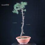 Pino Silvestre - Pinus Sylvestris - immagine 2