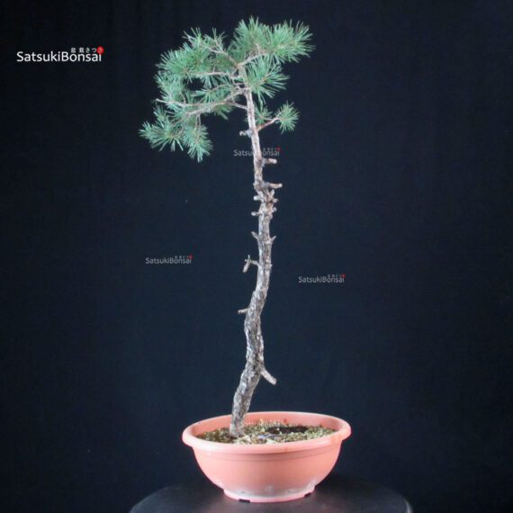 Pino Silvestre - Pinus Sylvestris - immagine 2