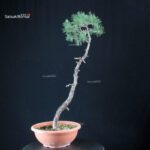 Pino Silvestre - Pinus Sylvestris - immagine 3