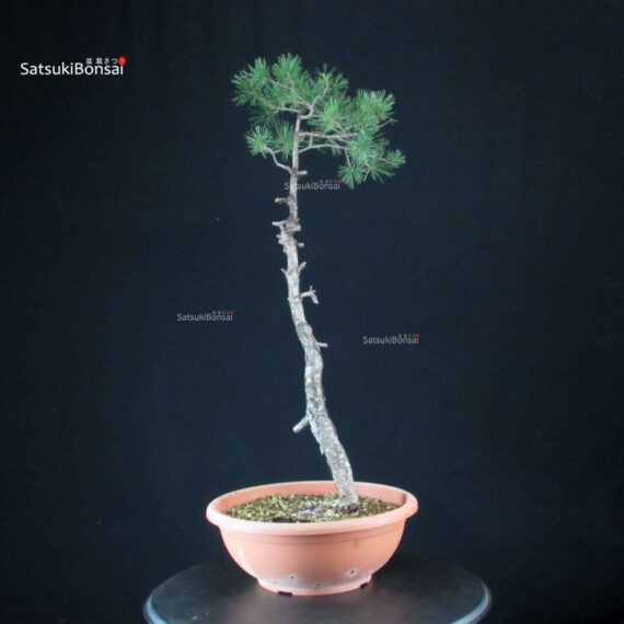 Pino Silvestre - Pinus Sylvestris - immagine 4
