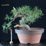 Pino Silvestre - Pinus Sylvestris