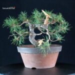 Pino Silvestre - Pinus Sylvestris - immagine 2