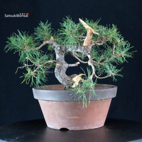 Pino Silvestre - Pinus Sylvestris - immagine 2