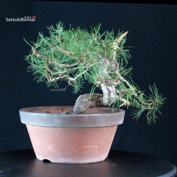 Pino Silvestre - Pinus Sylvestris - immagine 3