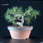 Pino Silvestre - Pinus Sylvestris - immagine 4