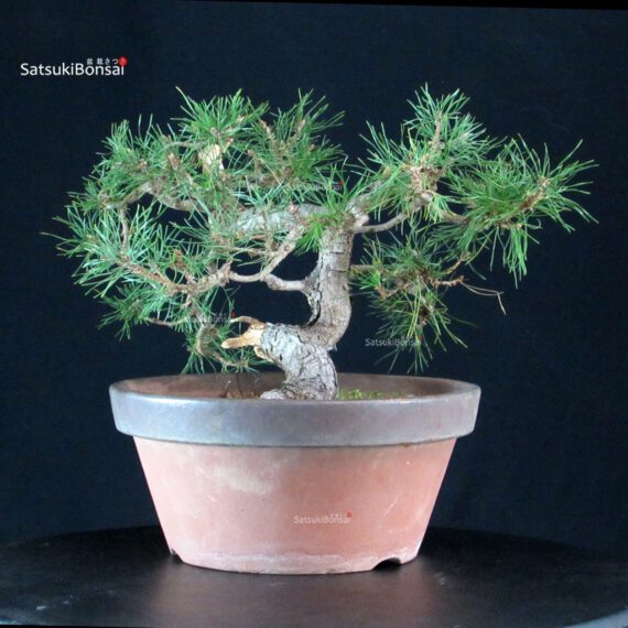 Pino Silvestre - Pinus Sylvestris - immagine 4