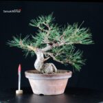 Pino Nero - Pinus Thunbergii