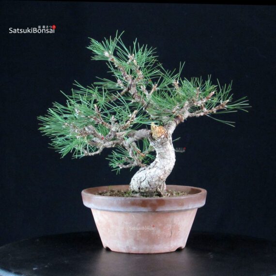 Pino Nero - Pinus Thunbergii - immagine 2