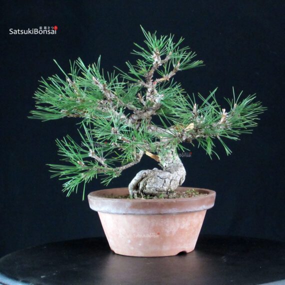 Pino Nero - Pinus Thunbergii - immagine 3