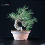 Pino Nero - Pinus Thunbergii - immagine 4