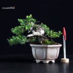 Taxus Cuspidata - Tasso