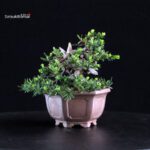 Taxus Cuspidata - Tasso - immagine 4