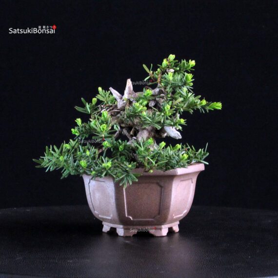 Taxus Cuspidata - Tasso - immagine 4