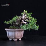 Taxus Cuspidata - Tasso - immagine 3